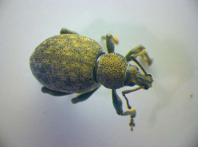 Image of lovage weevil