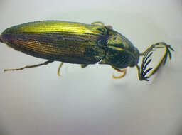 Image of <i>Ctenicera pectinicornis</i>