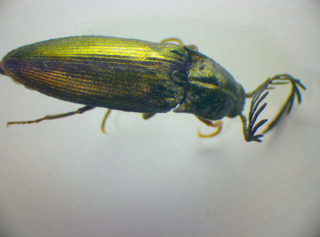 Image of <i>Ctenicera pectinicornis</i>