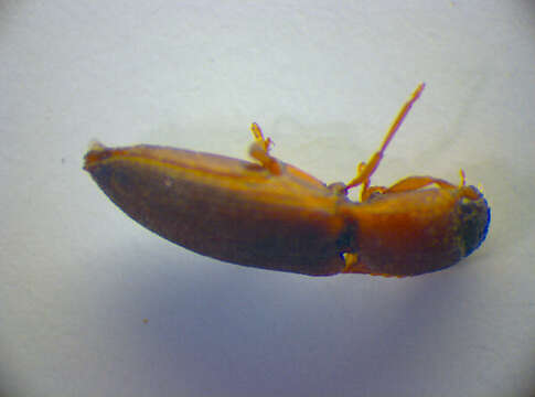 Image of <i>Agriotes sputator</i>