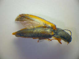 Image of <i>Athous vittatus</i>