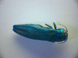 Image of European Oak Borer