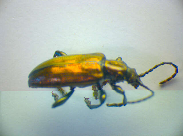 Image of <i>Plateumaris sericea</i>
