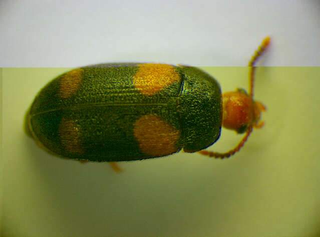 Image of <i>Mycetophagus quadripustulatus</i>