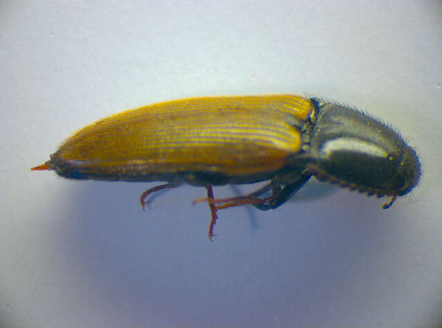 Image of <i>Ampedus nigroflavus</i>