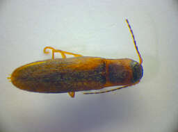 صورة <i>Dalopius marginatus</i>