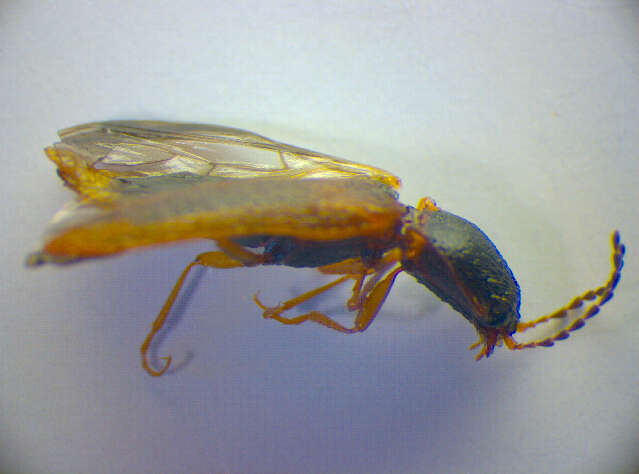 Image of <i>Athous subfuscus</i>