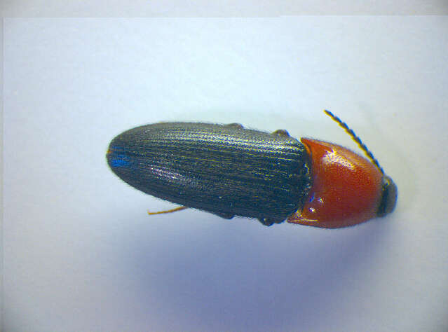 Image de <i>Ischnodes sanguinicollis</i>