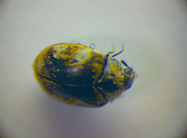 Image of Sacramento Anthicid Beetle