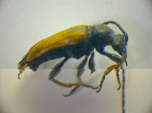 Image of Pseudovadonia