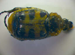 Image of Trichius gallicus zonatus Germar 1831