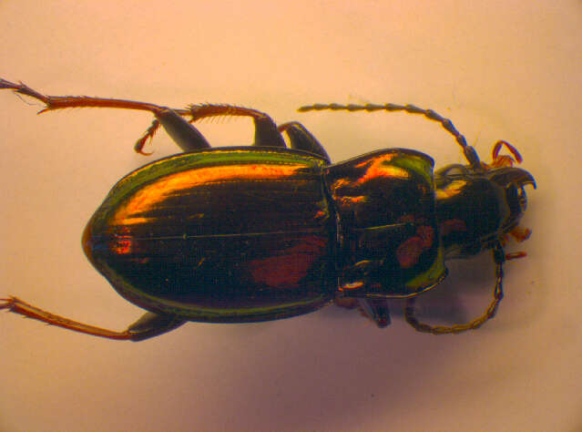 Image of Pterostichus (Cheporus) burmeisteri Heer 1837