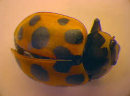 Image of <i>Hippodamia notata</i>