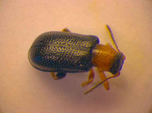Image of Zeugophora flavicollis