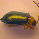 Imagem de <i>Luperus viridipennis</i>