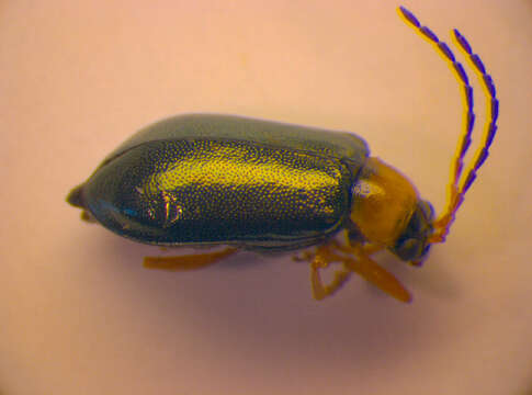 Image of <i>Luperus viridipennis</i>