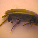 Image de <i>Anaspis kiesenwetteri</i>