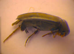 Image of <i>Anaspis kiesenwetteri</i>