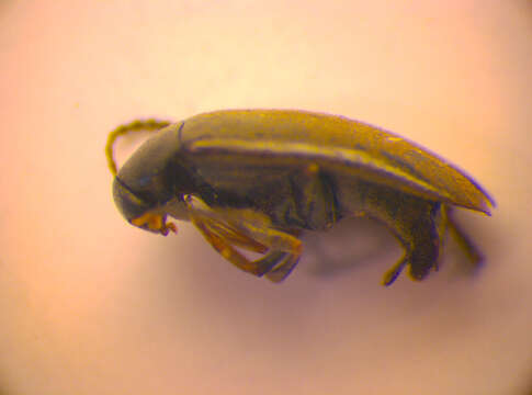 Image of <i>Anaspis kiesenwetteri</i>