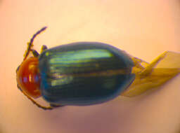 Image of <i>Neocrepidodera peirolerii</i>
