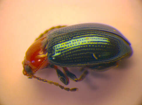 Image of <i>Neocrepidodera peirolerii</i>