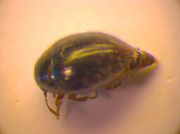 Image of Carabidae