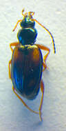 Image of Bembidion (Peryphus) cruciatum Dejean 1831