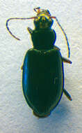 Imagem de Bembidion (Bembidionetolitzkya) complanatum Heer 1837