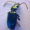 Imagem de Bembidion (Bembidionetolitzkya) geniculatum Heer 1837