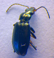 Imagem de Bembidion (Bembidionetolitzkya) geniculatum Heer 1837