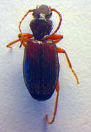 Image of Cymindis (Tarulus) vaporariorum (Linnaeus 1758)