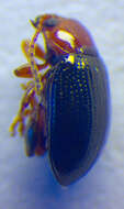 Image of <i>Neocrepidodera melanostoma</i>