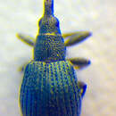 Image of <i>Hemitrichapion waltoni</i>