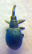 Image of <i>Hemitrichapion waltoni</i>