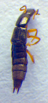 Image of Rove beetle