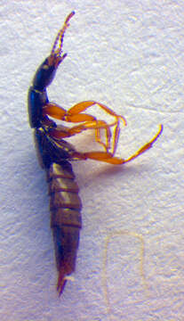 Image of Rove beetle