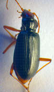 Image of Nebria (Eunebria) picicornis (Fabricius 1792)