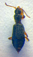 Image of Lesteva (Lesteva) pubescens Mannerheim 1830