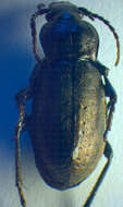 Image of Carabus (Orinocarabus) sylvestris Panzer 1793