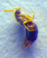 Image of Gyrophaena angustata