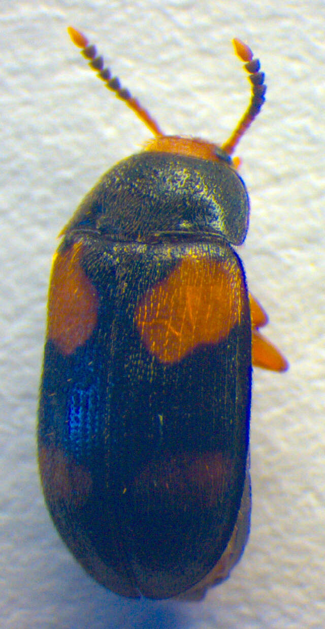 Image of <i>Mycetophagus quadripustulatus</i>