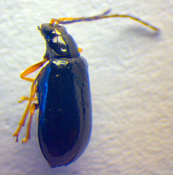 Image of <i>Luperus longicornis</i>