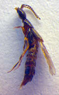 Image of <i>Philonthus fimetarius</i>