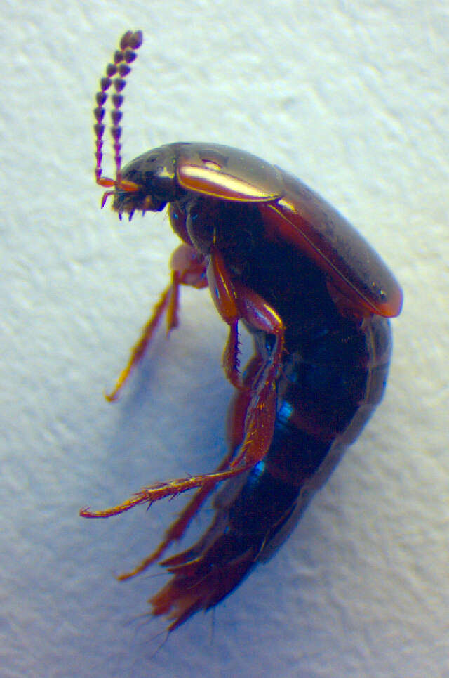 Image of Tachinus (Tachinus) humeralis Gravenhorst 1802