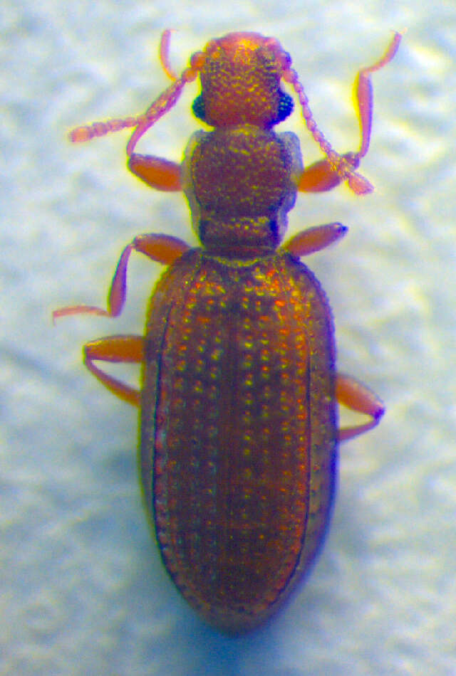 صورة Dienerella elongata