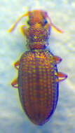 صورة <i>Dienerella clathrata</i>