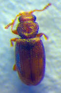 Слика од <i>Corticaria alleni</i>