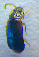 Image of Ocillate rove beetle