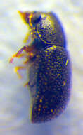 Image of <i>Sulcacis affinis</i>