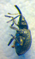 Image of <i>Betulapion simile</i>